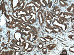 RAB27B Antibody in Immunohistochemistry (Paraffin) (IHC (P))