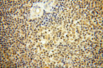 Caspase 8 Antibody in Immunohistochemistry (Paraffin) (IHC (P))