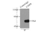 Caspase 8 Antibody in Immunoprecipitation (IP)