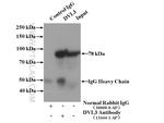 DVL3 Antibody in Immunoprecipitation (IP)