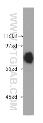 DVL3 Antibody in Western Blot (WB)