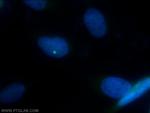 SDCCAG8 Antibody in Immunocytochemistry (ICC/IF)