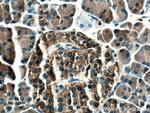 SPINK1 Antibody in Immunohistochemistry (Paraffin) (IHC (P))