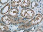 ALLC Antibody in Immunohistochemistry (Paraffin) (IHC (P))