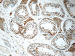 ALLC Antibody in Immunohistochemistry (Paraffin) (IHC (P))