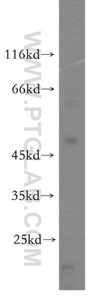 ALLC Antibody in Western Blot (WB)