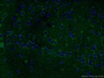 TREM2 Antibody in Immunohistochemistry (PFA fixed) (IHC (PFA))