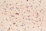 TREM2 Antibody in Immunohistochemistry (Paraffin) (IHC (P))