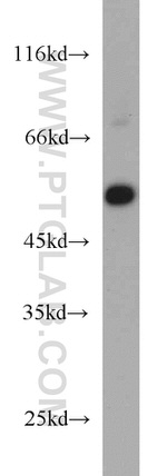 EVL Antibody in Western Blot (WB)