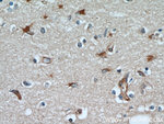 GPX7 Antibody in Immunohistochemistry (Paraffin) (IHC (P))