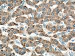 GPX7 Antibody in Immunohistochemistry (Paraffin) (IHC (P))