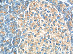 USP46 Antibody in Immunohistochemistry (Paraffin) (IHC (P))