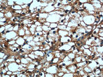 USP46 Antibody in Immunohistochemistry (Paraffin) (IHC (P))