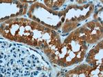 USP46 Antibody in Immunohistochemistry (Paraffin) (IHC (P))