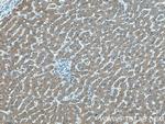 Choline kinase alpha Antibody in Immunohistochemistry (Paraffin) (IHC (P))