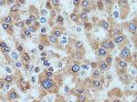 HMGCR Antibody in Immunohistochemistry (Paraffin) (IHC (P))