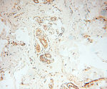 P2RX4 Antibody in Immunohistochemistry (Paraffin) (IHC (P))