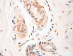 P2RX4 Antibody in Immunohistochemistry (Paraffin) (IHC (P))