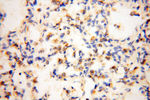 P2RX4 Antibody in Immunohistochemistry (Paraffin) (IHC (P))