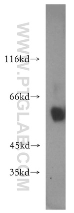 P2RX4 Antibody in Western Blot (WB)