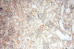 P2RX4 Antibody in Immunohistochemistry (Paraffin) (IHC (P))