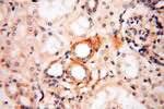 P2RX4 Antibody in Immunohistochemistry (Paraffin) (IHC (P))