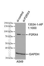 P2RX4 Antibody in Western Blot (WB)