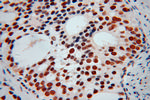 KHDRBS3 Antibody in Immunohistochemistry (Paraffin) (IHC (P))