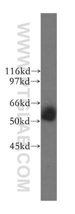 KHDRBS3 Antibody in Western Blot (WB)