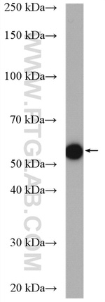 KHDRBS3 Antibody in Western Blot (WB)