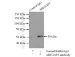 ARFGAP1 Antibody in Immunoprecipitation (IP)