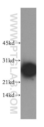 PRDX6 Antibody in Western Blot (WB)