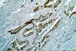 HSPA6 Antibody in Immunohistochemistry (Paraffin) (IHC (P))