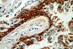 HSPA6 Antibody in Immunohistochemistry (Paraffin) (IHC (P))