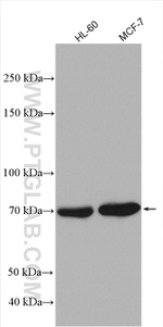 HSPA6 Antibody in Western Blot (WB)