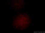 UIMC1 Antibody in Immunocytochemistry (ICC/IF)