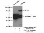 ENTPD2 Antibody in Immunoprecipitation (IP)