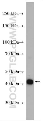 SLC35A2 Antibody in Western Blot (WB)