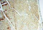 SFTPB Antibody in Immunohistochemistry (Paraffin) (IHC (P))