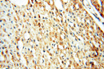 SFTPB Antibody in Immunohistochemistry (Paraffin) (IHC (P))