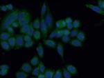 CA7 Antibody in Immunocytochemistry (ICC/IF)