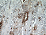 TFF2 Antibody in Immunohistochemistry (Paraffin) (IHC (P))