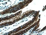 TFF2 Antibody in Immunohistochemistry (Paraffin) (IHC (P))