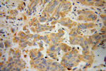 NEDD4L Antibody in Immunohistochemistry (Paraffin) (IHC (P))