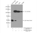 NEDD4L Antibody in Immunoprecipitation (IP)