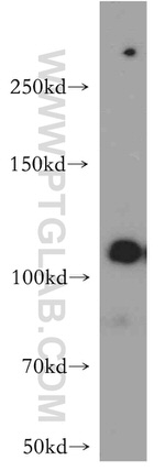 NEDD4L Antibody in Western Blot (WB)