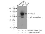FMO5 Antibody in Immunoprecipitation (IP)