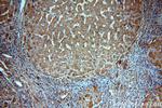 CBR4 Antibody in Immunohistochemistry (Paraffin) (IHC (P))