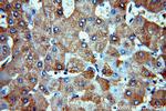 CBR4 Antibody in Immunohistochemistry (Paraffin) (IHC (P))