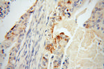 Trefoil factor 1 Antibody in Immunohistochemistry (Paraffin) (IHC (P))